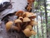 Stone Pine mushrooms 07.JPG