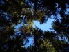 Hammock view blue sky.JPG