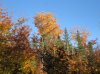 Oct blue sky Maine.JPG