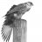 Grey Falcon