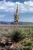 Sev - Yucca.jpg