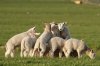 tmp_6856-spring_lambs762428947.jpg