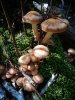 Stone Pine mushrooms 04.JPG