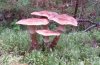 Fungi 7.JPG