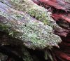 Lichens on red wood.JPG