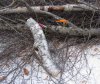 Bent birch -- mid section with ax saw.JPG