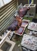 Pig Roast 2018-03_2.jpg