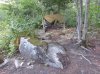 Hammock at Flat Top.JPG