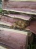 copperhead in the wood pile.jpg