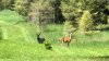 black+deer+2_1559497312376_21928748_ver1.0_1280_720.jpg