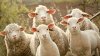 sheep-surprised.jpg.653x0_q80_crop-smart.jpg