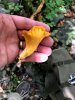 chanterelle.jpg