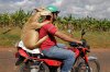 tmp_8440-24 hours in pictures: A man carries a lamb on a motorcycle in Havana1683864528.jpeg