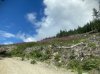 IMG_1461.jpeg