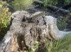 IMG_2421.jpeg
