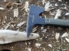 IMG_2720.jpeg