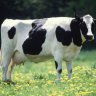 a cow